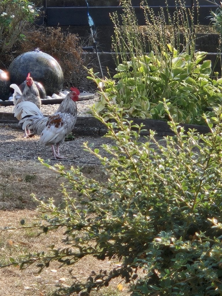 Haantjes, Dieren en Toebehoren, Mannelijk