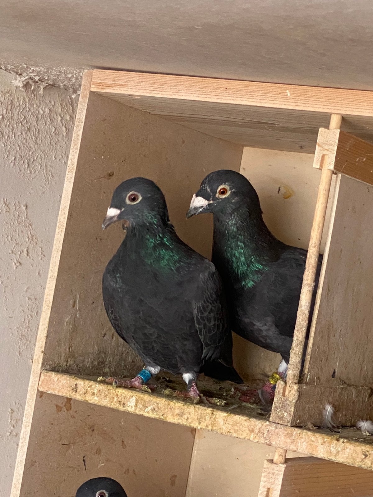 Kopel zwarte duiven, Meerdere dieren, Postduif