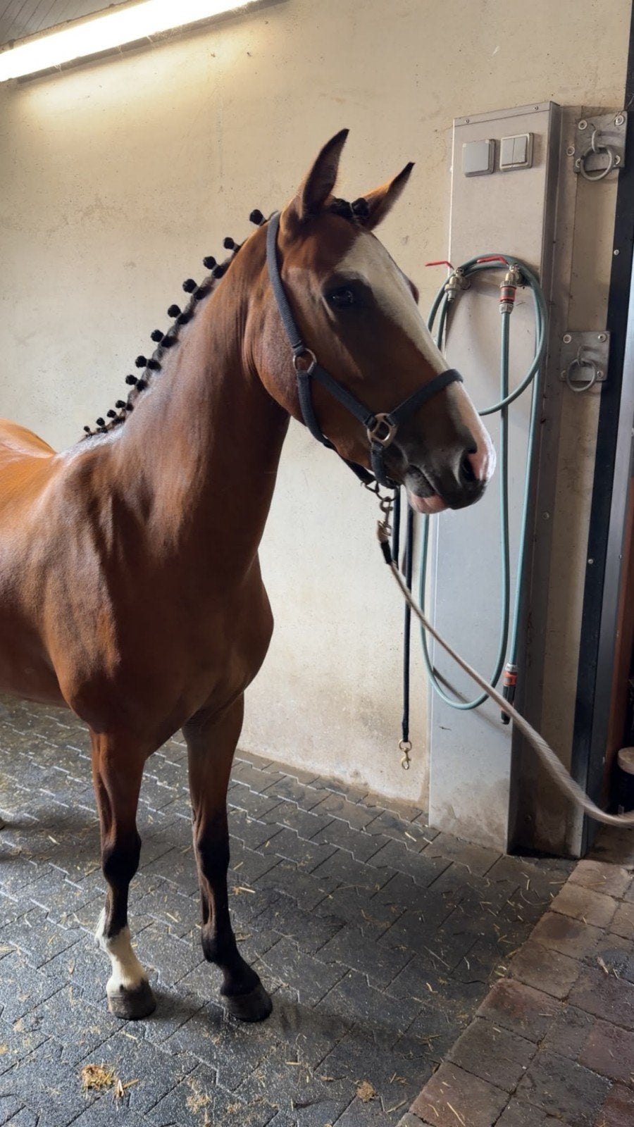 2 jaar pony, Jument, Non dressé, Poney de saut, 0 à 2 ans