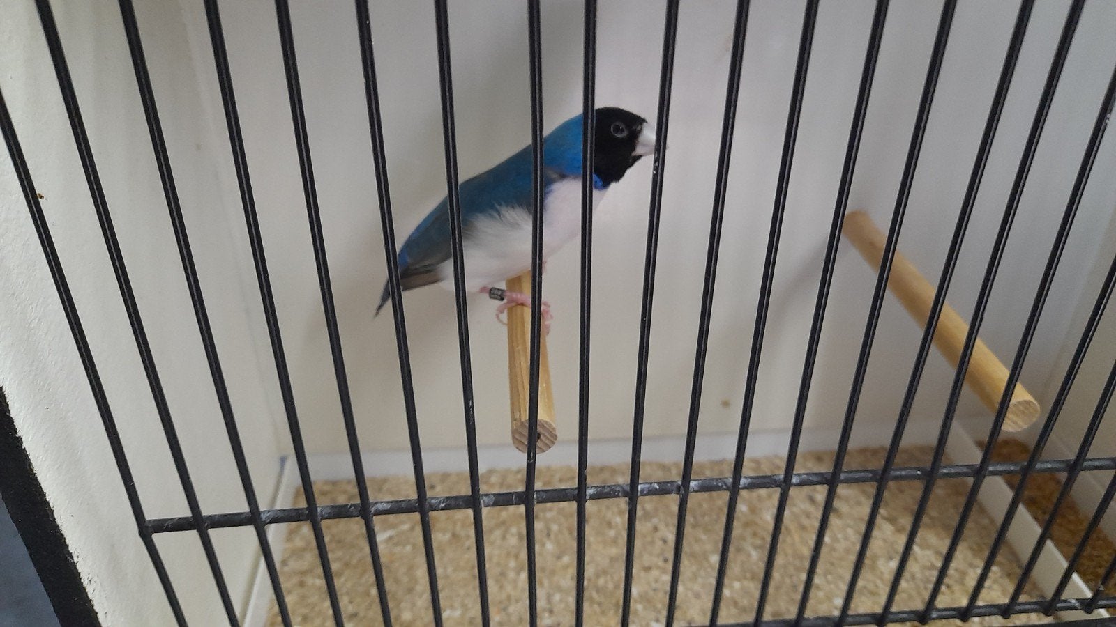 Man blauwe gold amandine., Dieren en Toebehoren, Vogels | Overige Vogels, Geringd