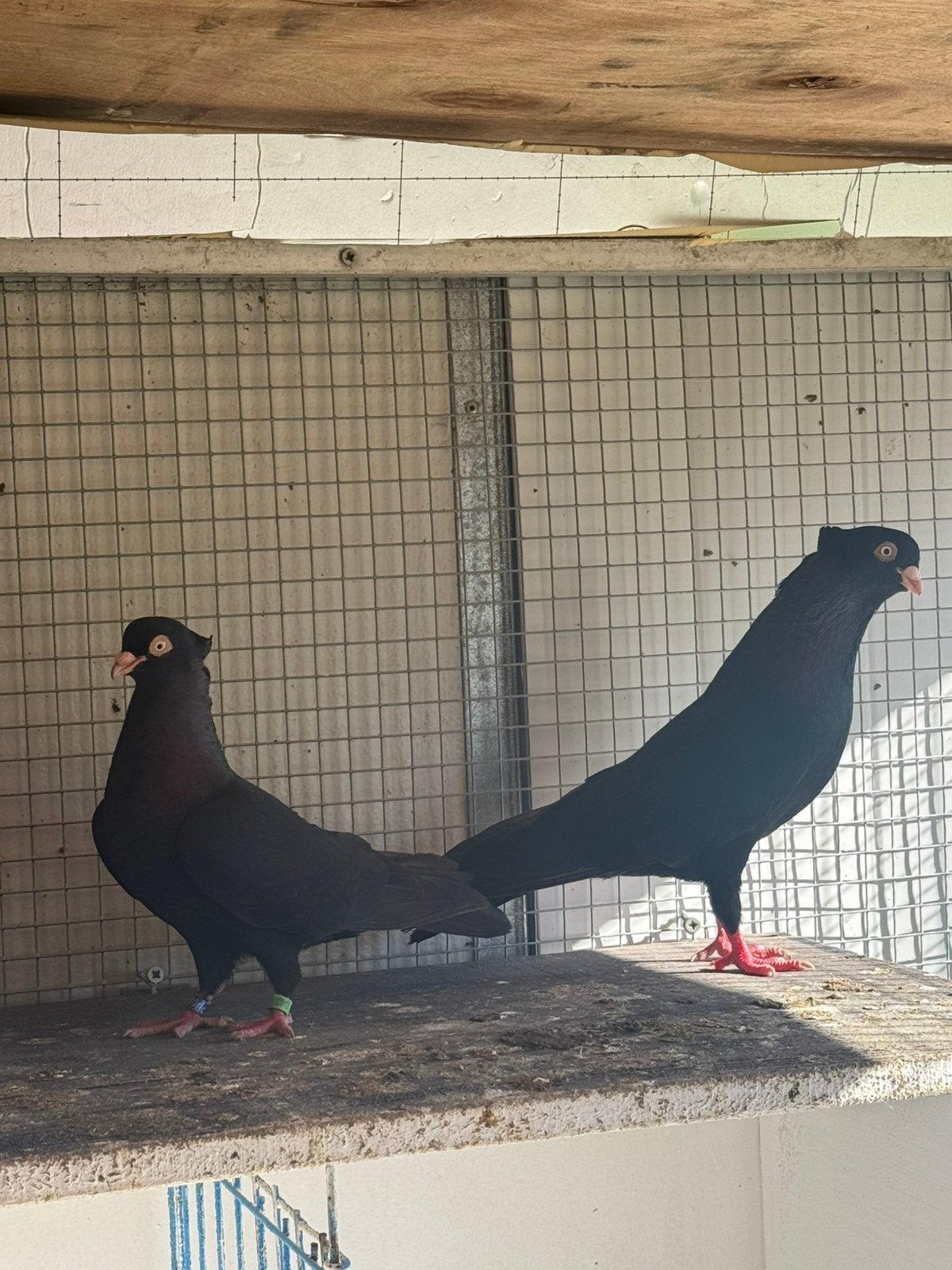 Couple de pigeons à vendre, Animaux & Accessoires, Oiseaux | Pigeons