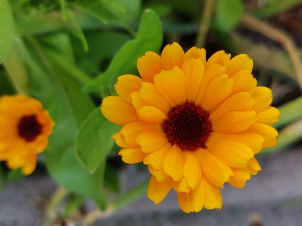 10 graines de calendula - souci - jaunes avec un cœur foncé, Envoi, Toute l'année, Graine