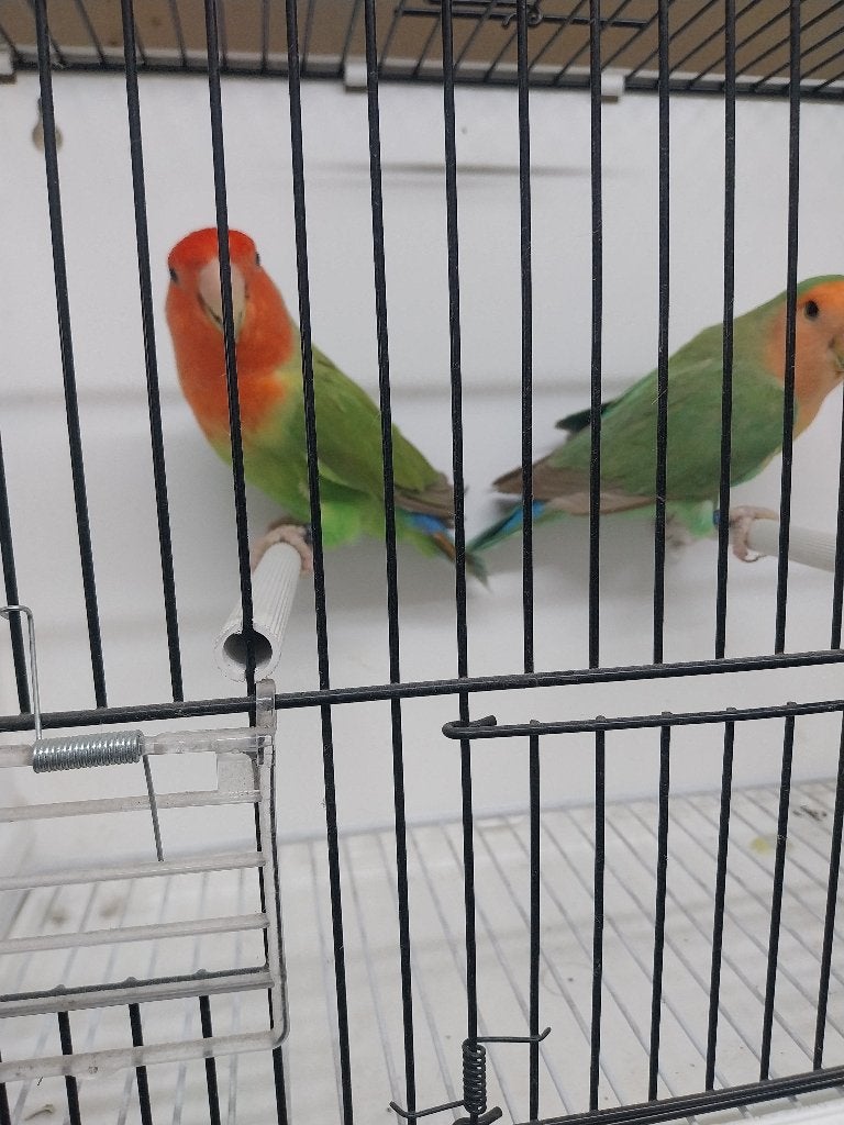 Parkieten, Animaux & Accessoires, Oiseaux | Perruches & Perroquets, Plusieurs animaux, Perroquet nain ou Inséparable