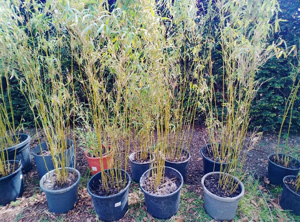 Prachtige Bamboe (Niet-woekerend!) 10+1 gratis, Ophalen, Bamboe, Haag, 100 tot 250 cm