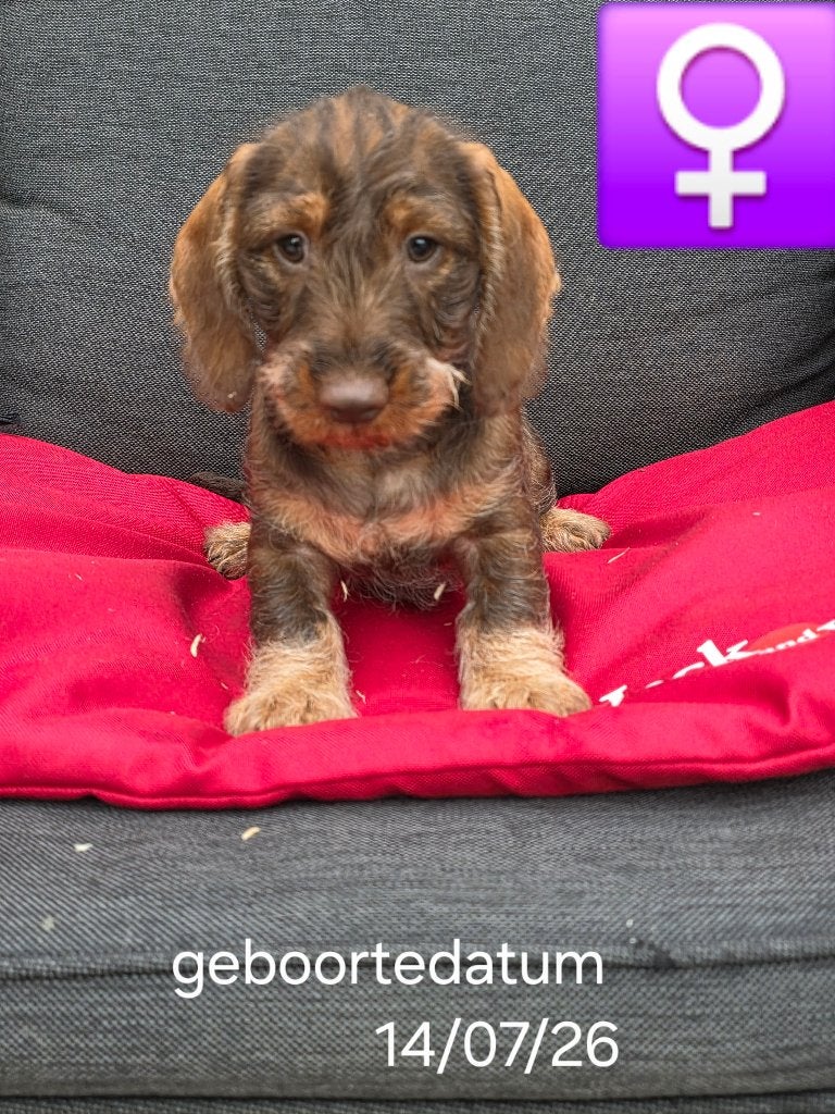 beaux chiots teckel hirsutes, Animaux & Accessoires, Maladie de Carré (chiens), Poils durs, Plusieurs, Nain