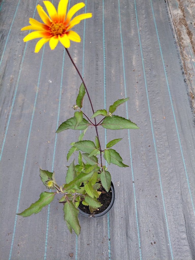 Heliopsis Burning Hearts, Jardin & Terrasse, Plantes | Jardin, Enlèvement