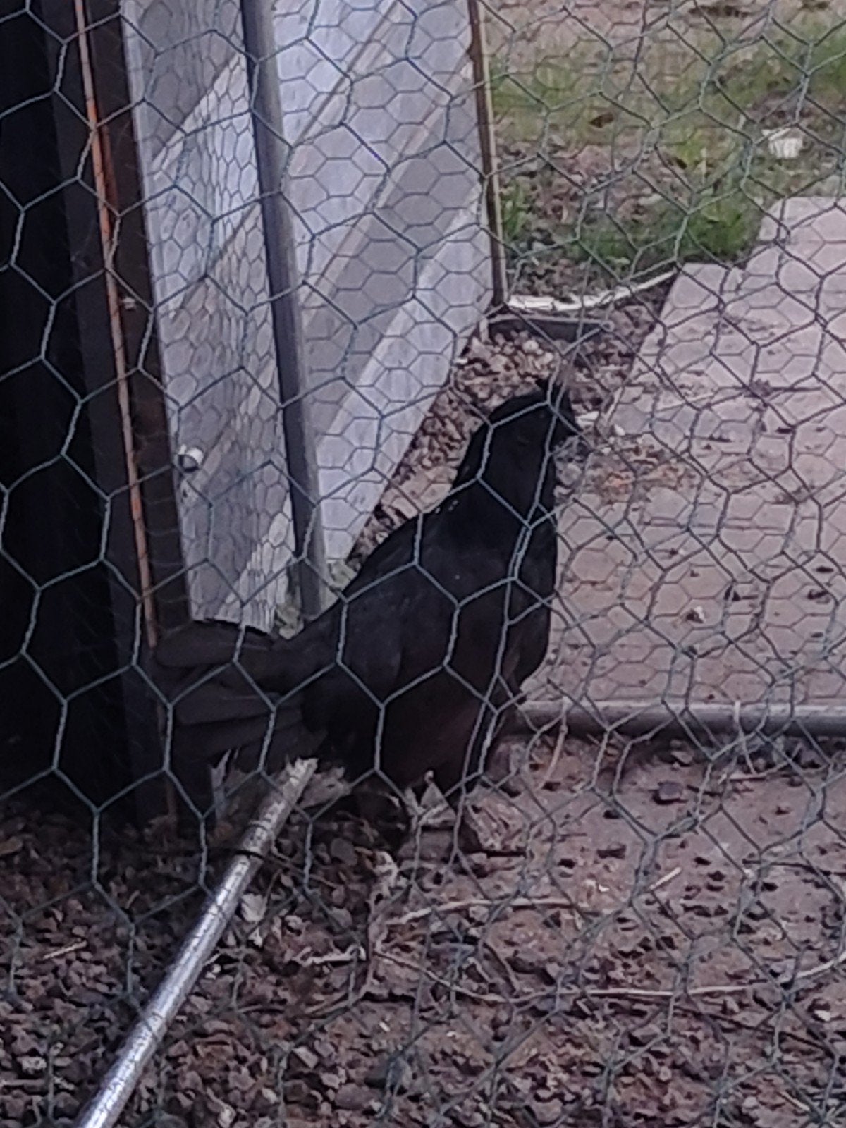 ayam cemani en spitskuif
