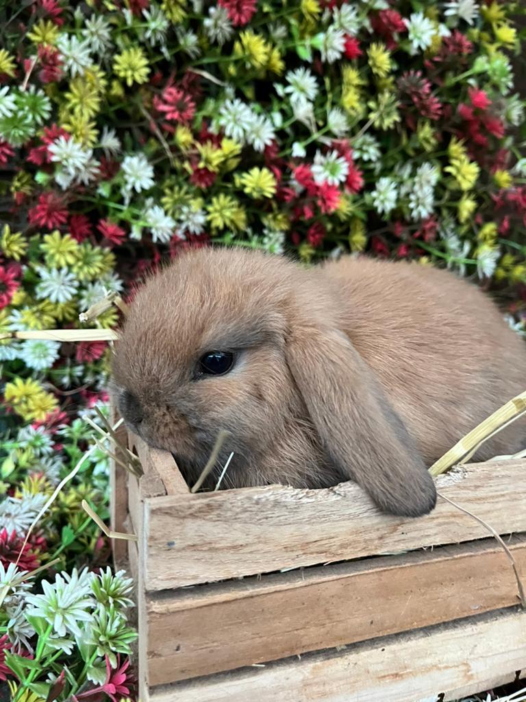 Nederlandse hangoor konijntjes, Dieren en Toebehoren, Konijnen, Hangoor