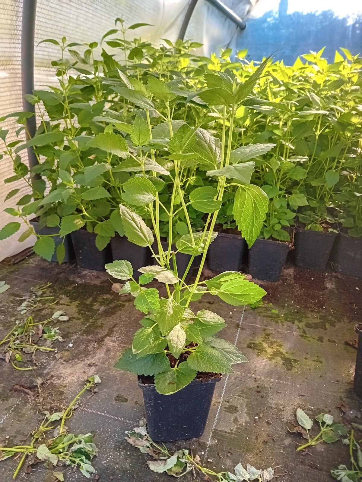 Agastache Blue Fortune, Tuin en Terras, Ophalen