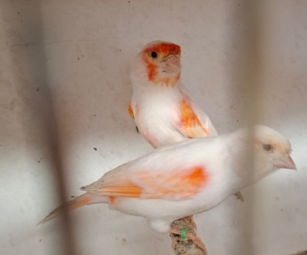 Rood mozaïek kanaries 2026, Plusieurs animaux, Canari de couleur