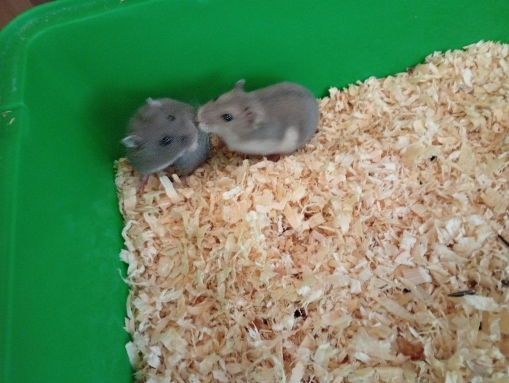 NESTJE DWERHAMSTERS, Hamster, Juni, Meerdere dieren, Tam