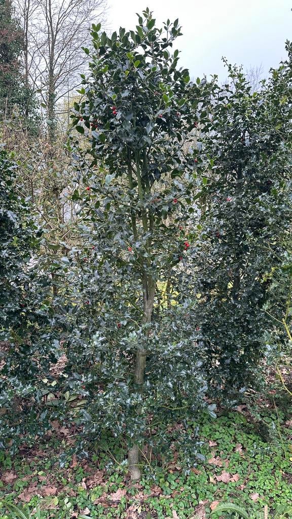 hulst / ilex aquifolium - 220+ / 4/5 stuks, Ophalen, Zo goed als nieuw