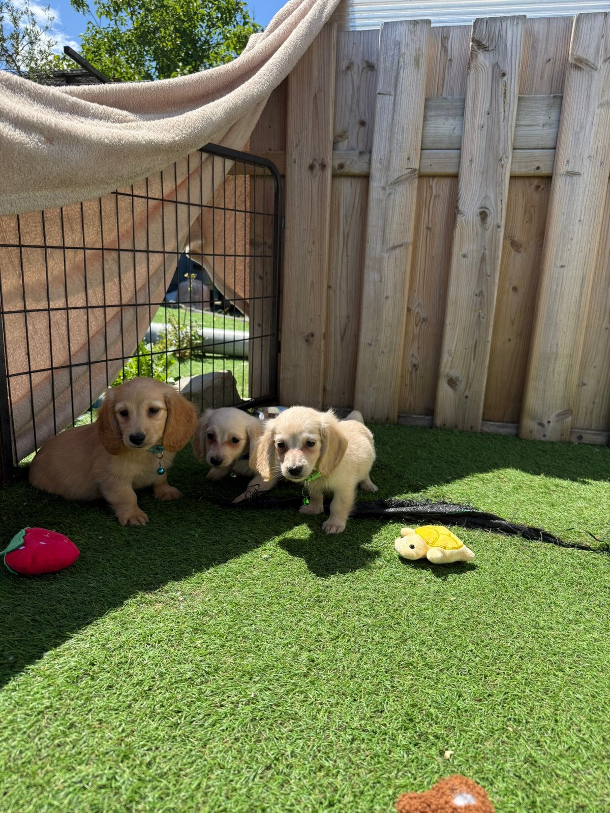 Prachtige cream dwergteckel pups langharig, Dieren en Toebehoren, Parvo, België, Reu, 8 tot 15 weken