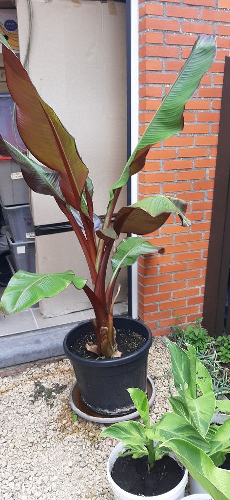 Stopzetting hobby bananenplanten en cannas, Jardin & Terrasse, Enlèvement