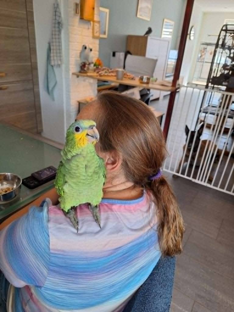 Mega Tamme baby Venezuela amazone papegaai 11 weken oud, Dieren en Toebehoren, Vogels | Parkieten en Papegaaien, Geslacht onbekend