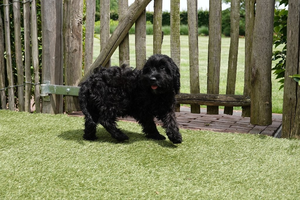 Zwarte Cockapoo pups, geteste ouders, Parvo, België, 15 weken tot 1 jaar, Overige rassen