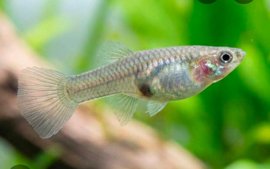 Endler Guppy femmelles XL