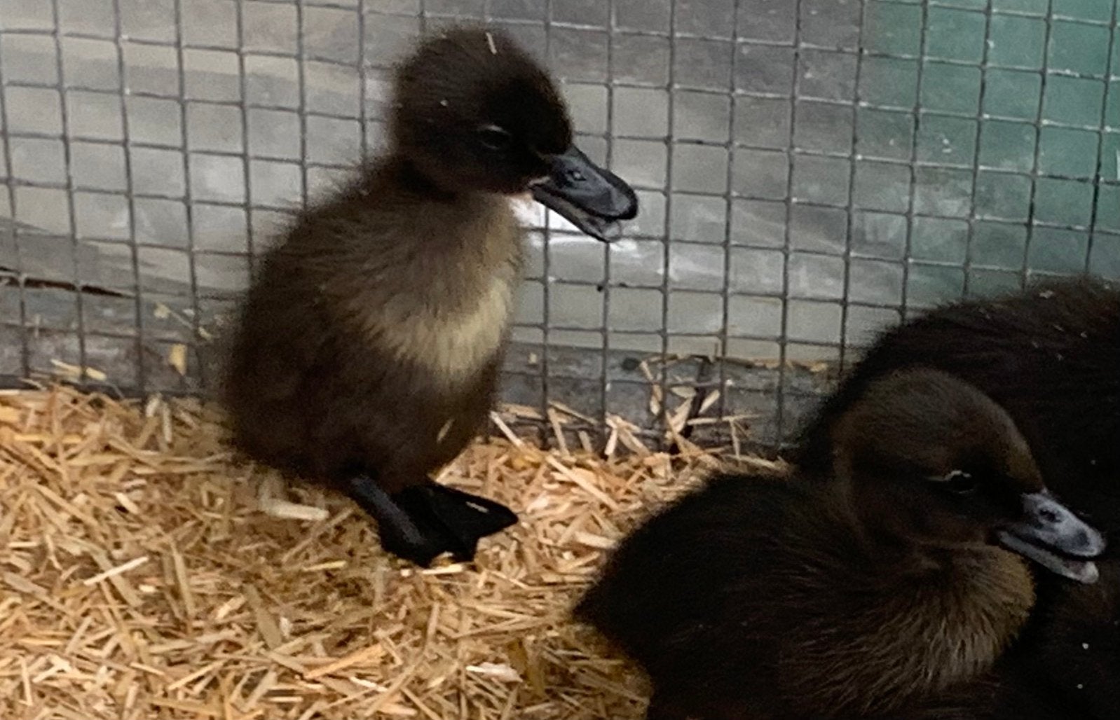 Loopeenden, Dieren en Toebehoren, Pluimvee, Meerdere dieren, Eend