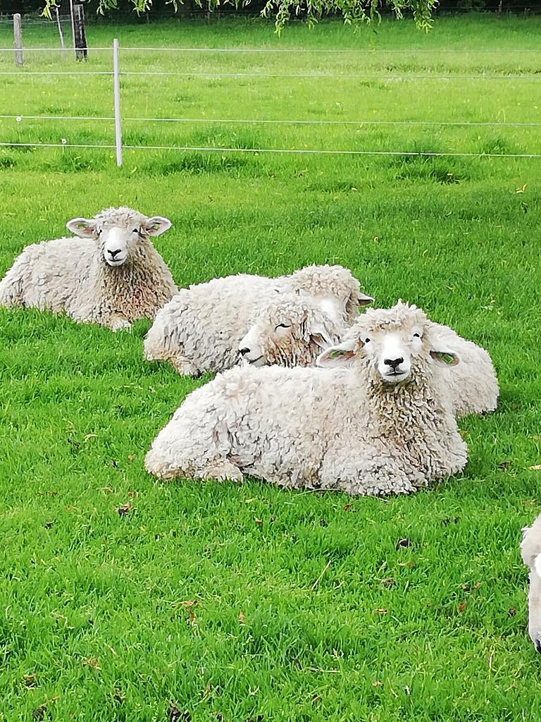 schapen devon & cornwall longwool, Meerdere dieren, Schaap, 0 tot 2 jaar