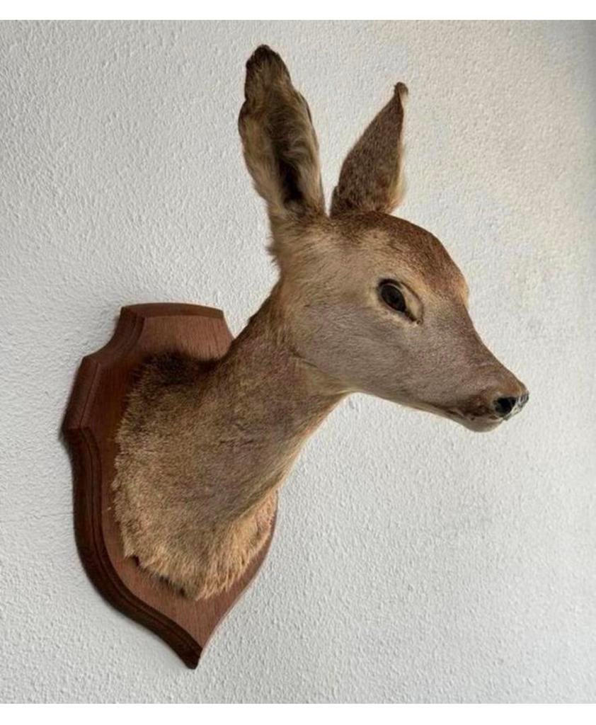 Superbe tête de cerf en peluche Taxidermy - mural Capreolus, Enlèvement ou Envoi, Comme neuf, Cerf, Bois ou Tête