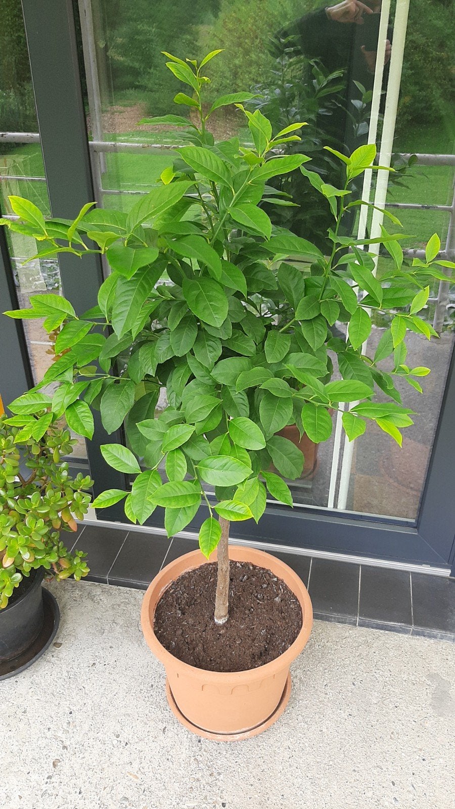 citronnier en pot, Jardin & Terrasse, Enlèvement, En pot, Citronnier, Printemps