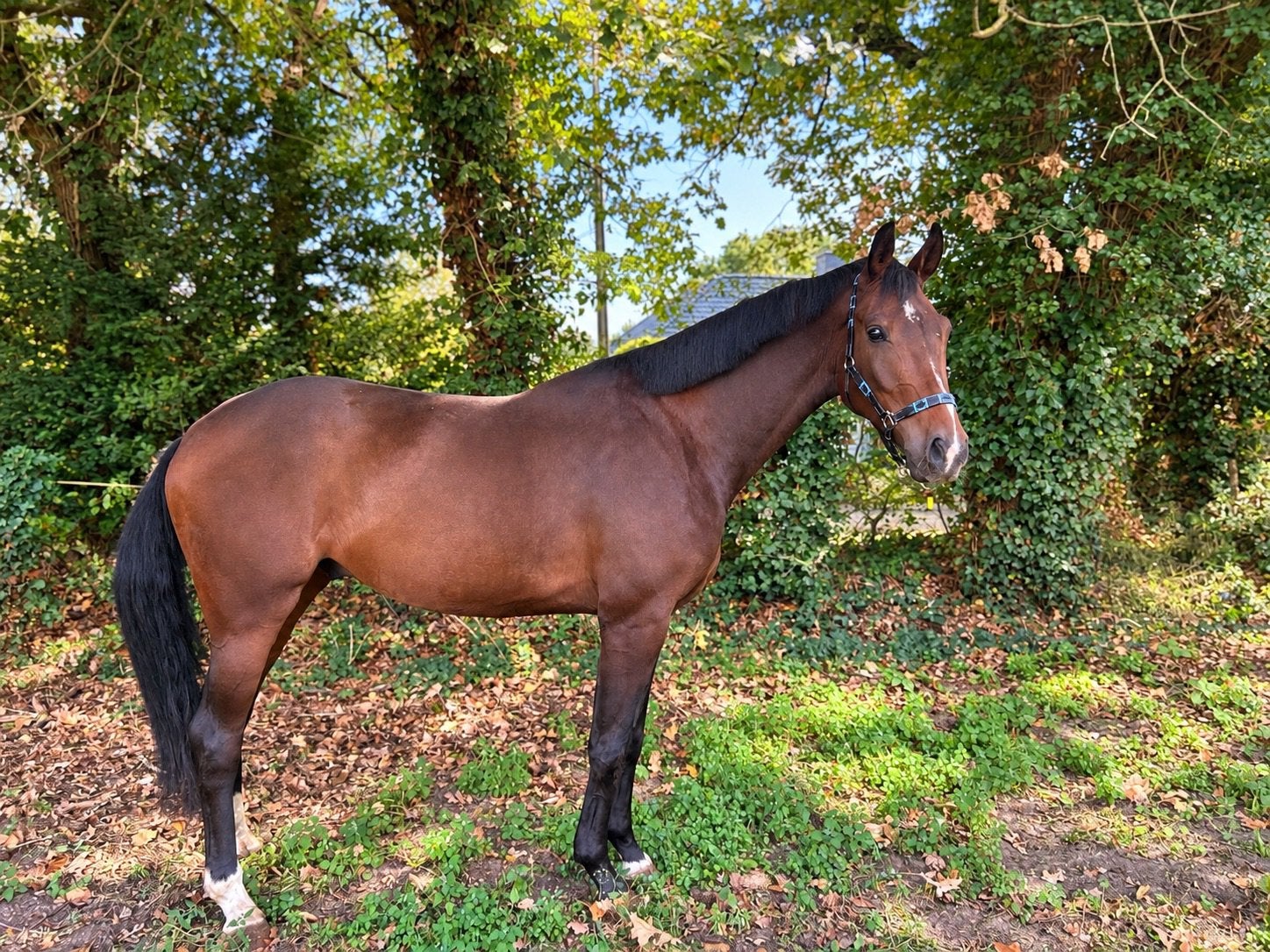 Knappe 4-jarige BWP ruin;  braaf & aangenaam dressuurpaard, Dieren en Toebehoren, Met stamboom, Ruin, Dressuurpaard, Zadelmak