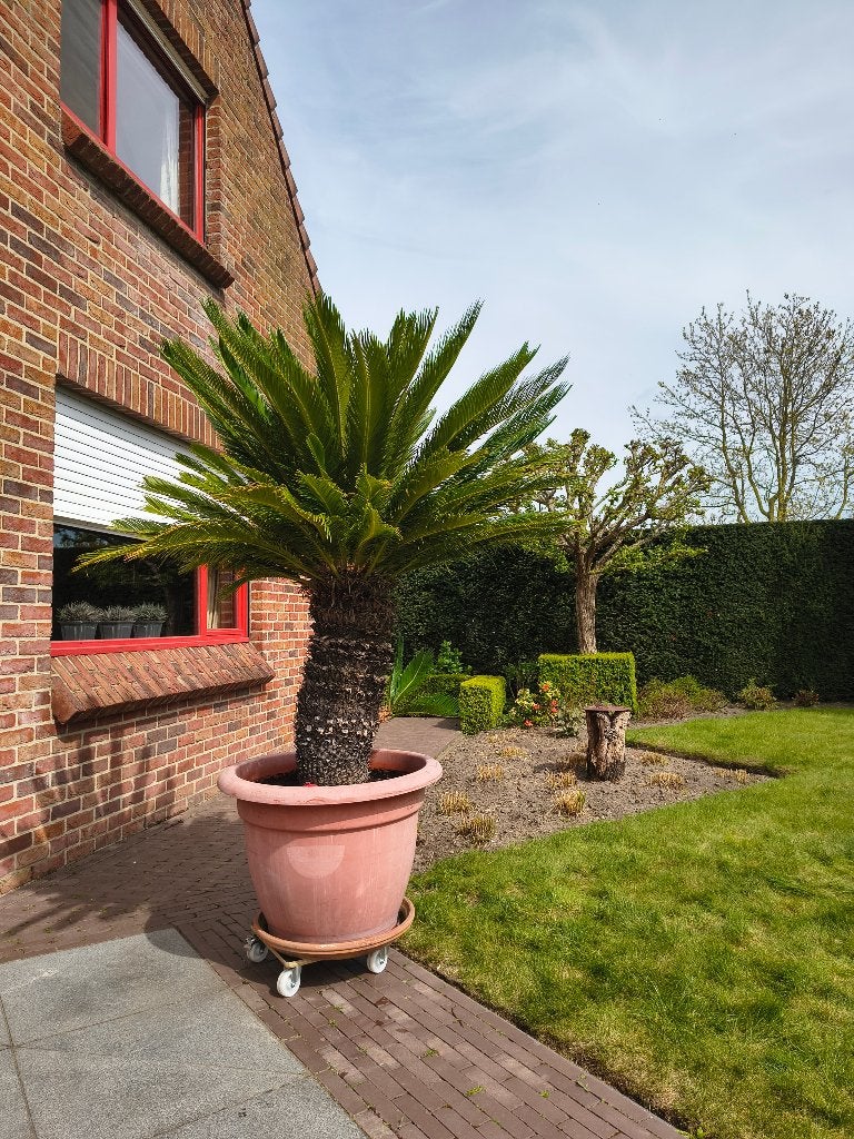 Mediterrane palm (20+ jaar), Volle zon, Vaste plant, Bloeit niet, Ophalen