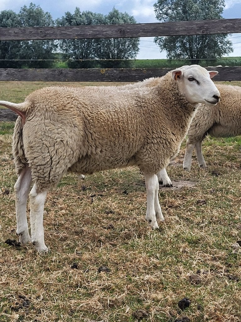 Swifter dekram, Dieren en Toebehoren, Schapen, Geiten en Varkens, Mannelijk, Schaap, 0 tot 2 jaar