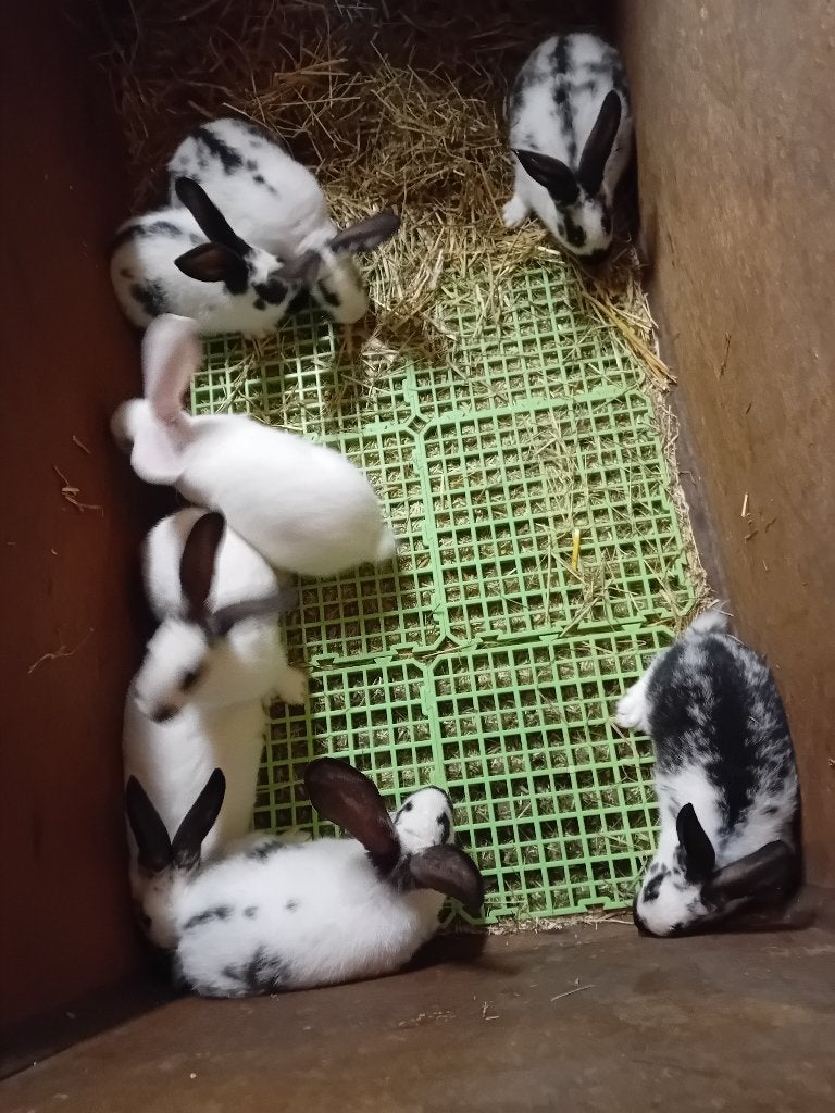 Jeune race de viande de lapin, Animaux & Accessoires, Plusieurs animaux, Taille moyenne
