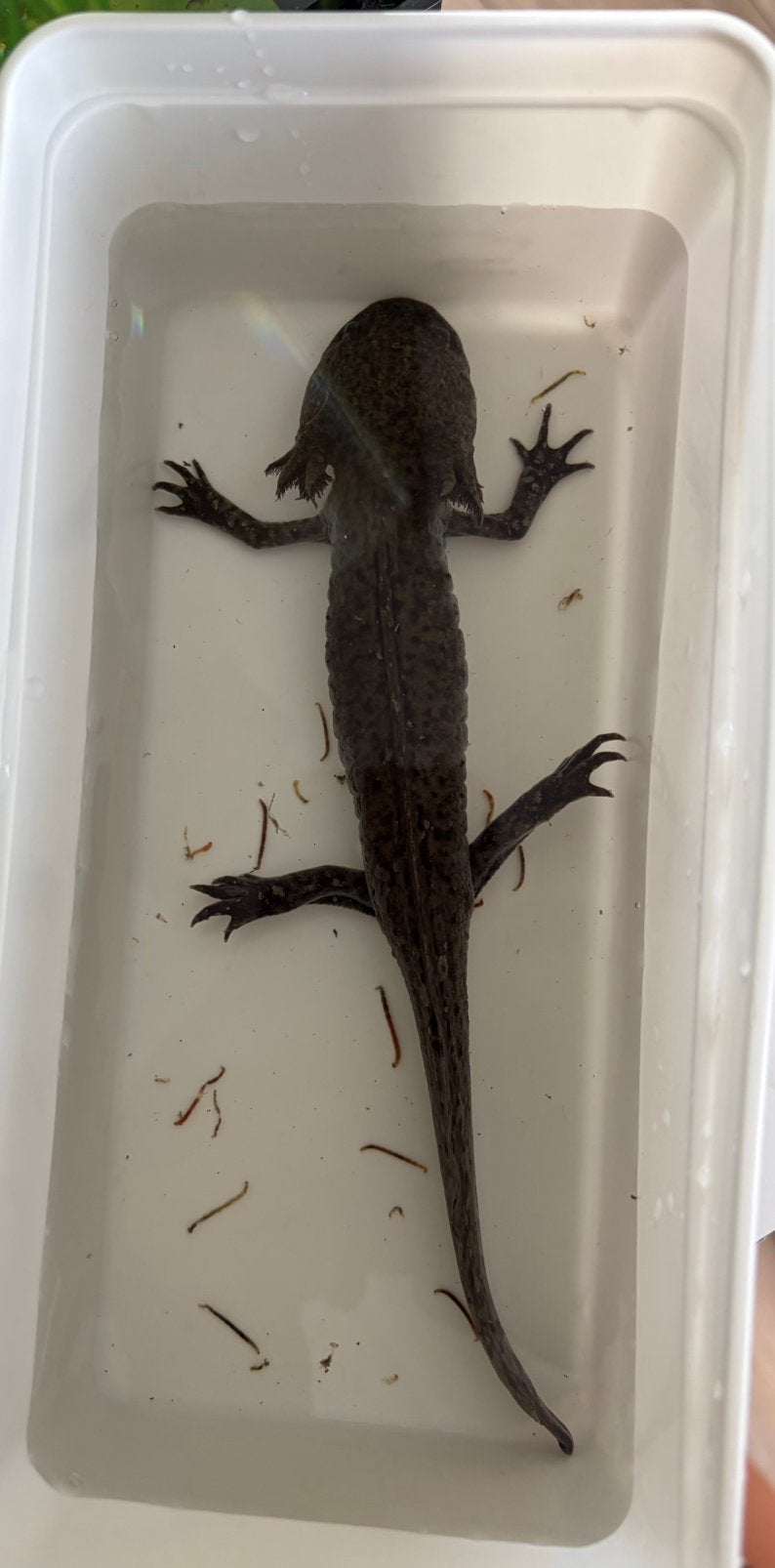 Axolotl te geef, Dieren en Toebehoren, Overige soorten, 0 tot 2 jaar