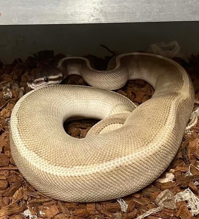 Ballpython, Dieren en Toebehoren
