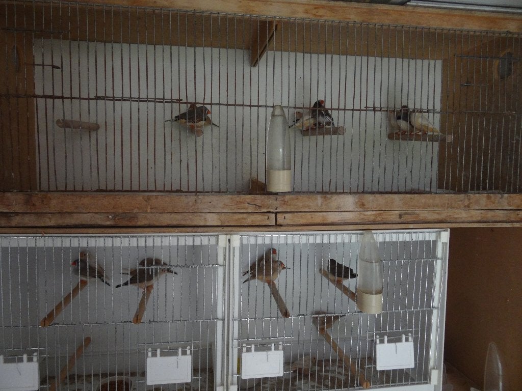Zebravinken + japans meeuwtje, Dieren en Toebehoren