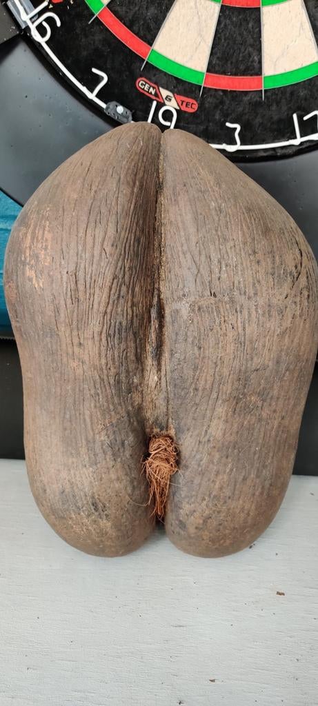 Coco de mer, Verzamelen, Ophalen