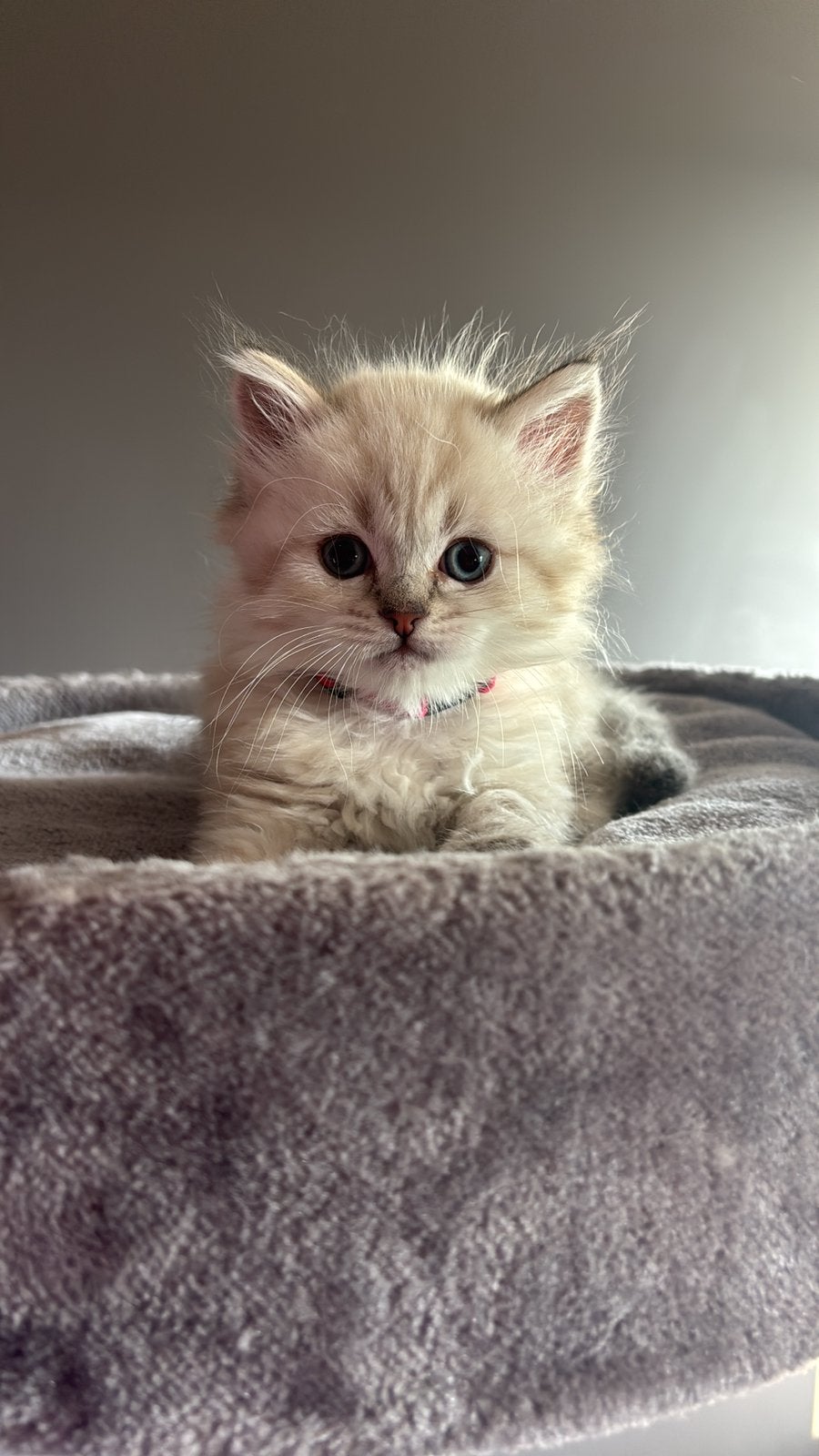 Les chatons Ragdoll sont autorisés à y aller, Animaux & Accessoires, Chats & Chatons | Chats de race | Poil ras, Chat, 0 à 2 ans