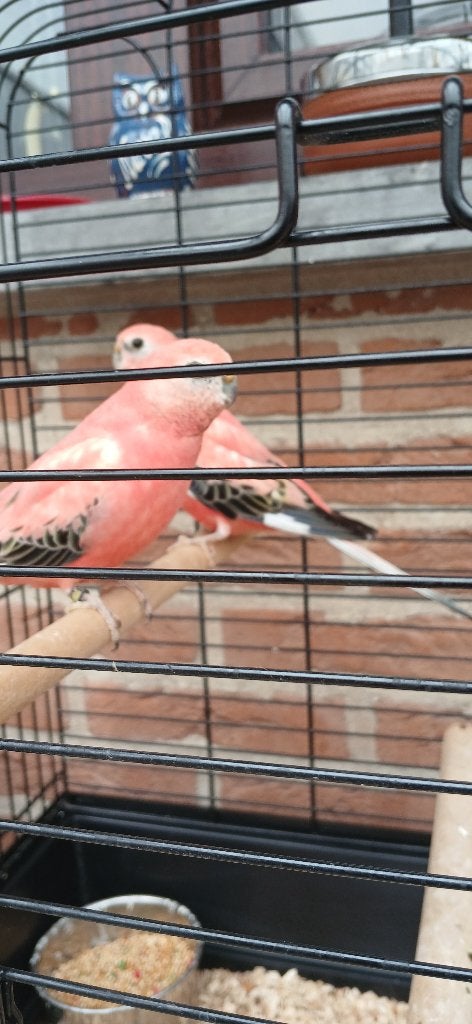 Parkieten bourkes, Geslacht onbekend, Parkiet, Geringd