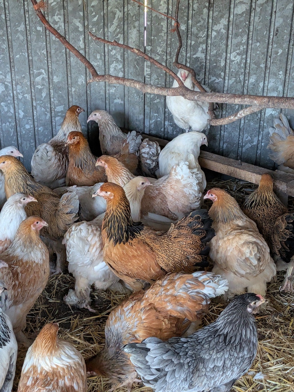 brahma, Dieren en Toebehoren