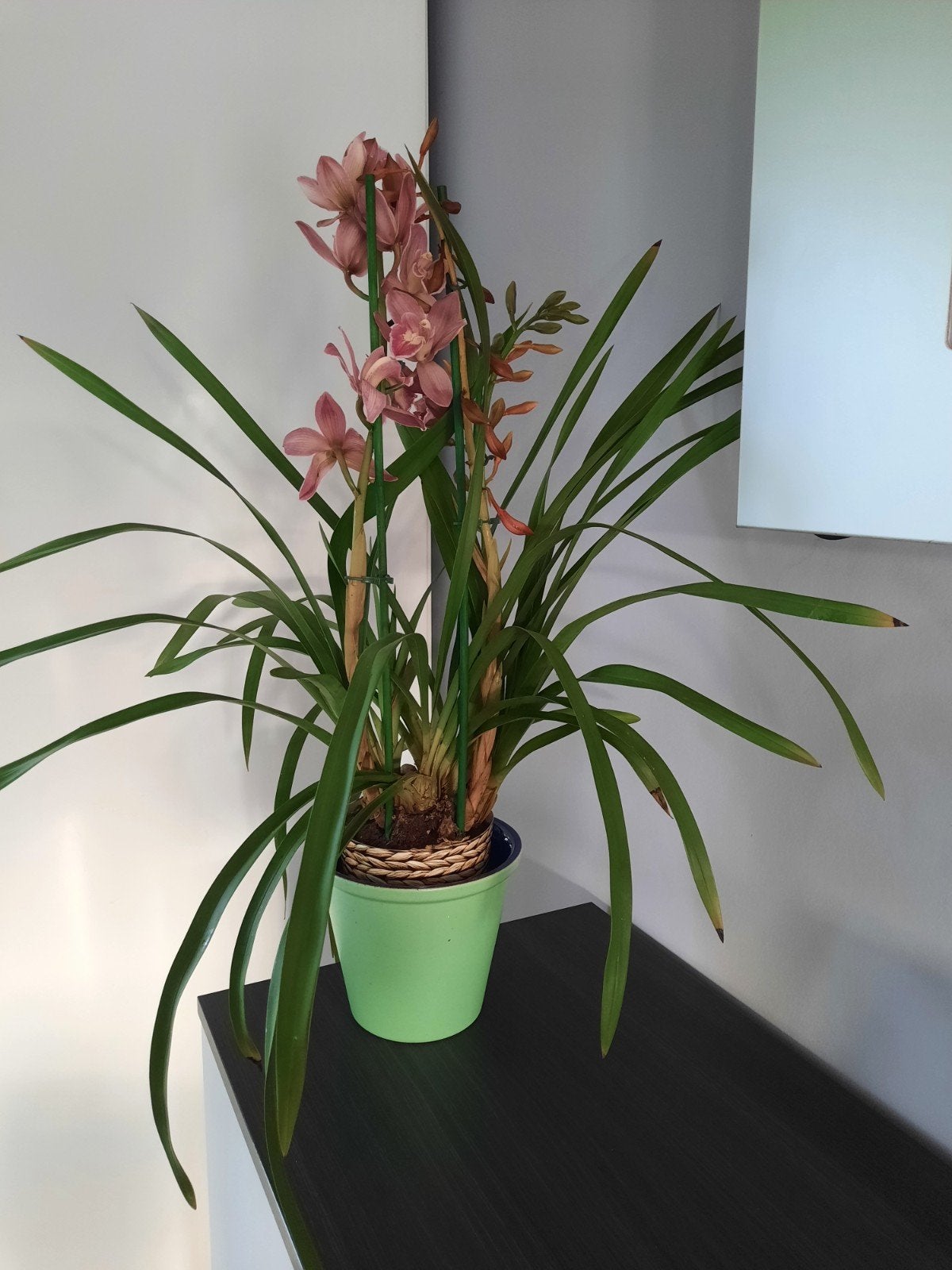 orchidee, Enlèvement, Autres espèces