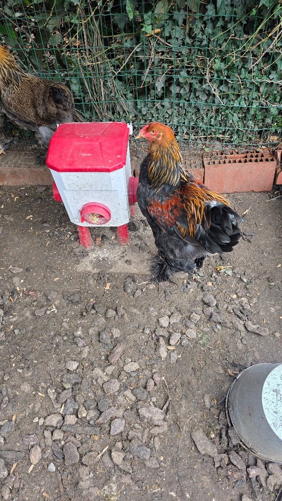 Groothoender brahma goudpatrijs hanen, Dieren en Toebehoren, Mannelijk, Kip