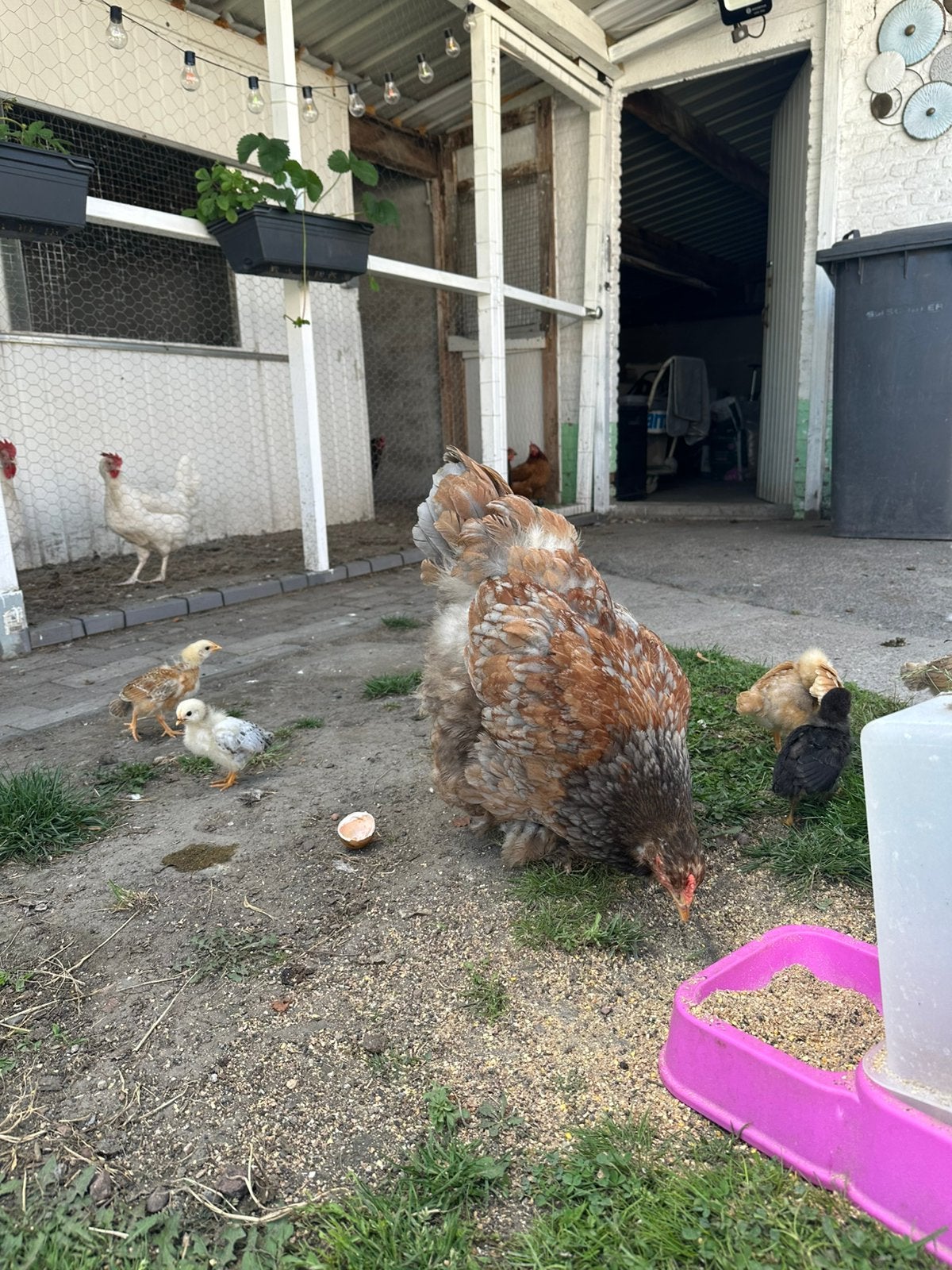 Brahma met andere kuikens, Animaux & Accessoires, Sexe inconnu, Poule ou poulet