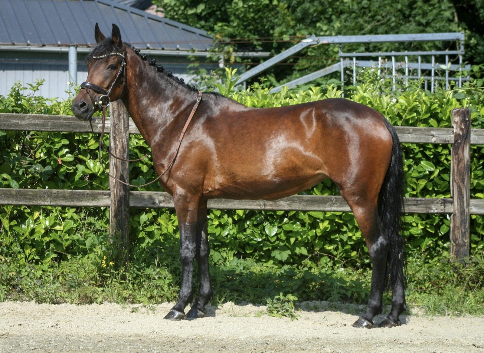 Te koop:  D-pony Thiquita, betrouwbaar en sportief, 11 ans ou plus, Avec pedigree, M, Moins de 160 cm