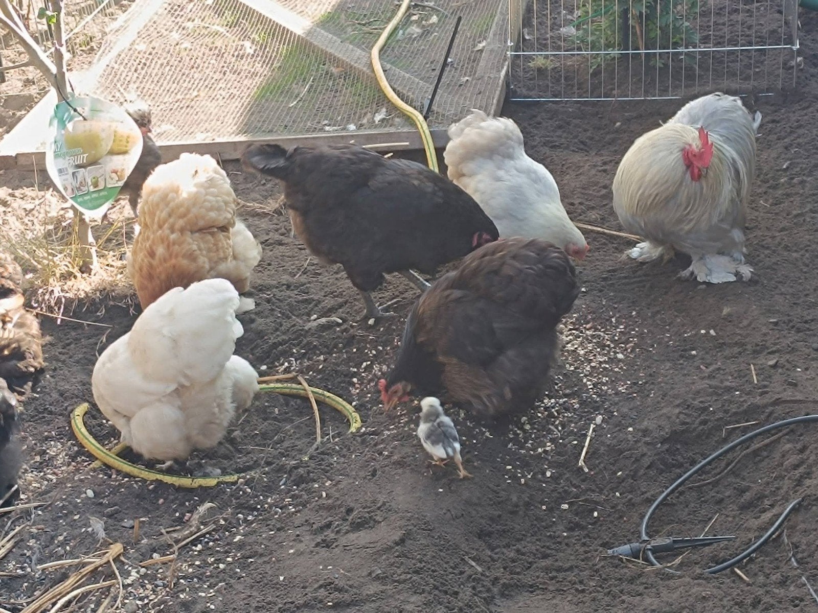 veel cochin kriel kippen en hanen te koop, Dieren en Toebehoren, Meerdere dieren, Kip