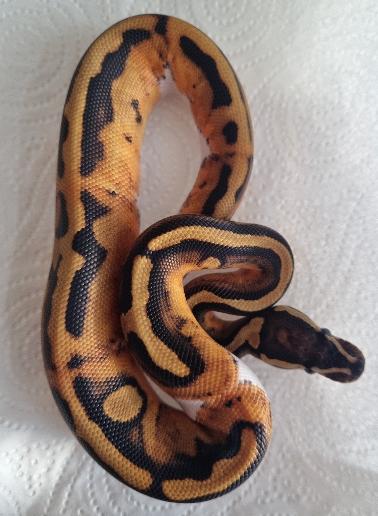 1.0 piebald (blackhead) het lavender albino Ball Python photo 2