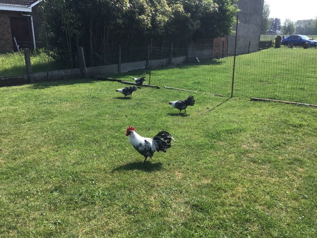 Broedeieren van Zilverbrakel, Sexe inconnu, Poule ou poulet