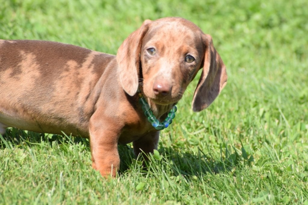 Teckel pups dashond, België, 8 tot 15 weken, Korthaar, Dwerg