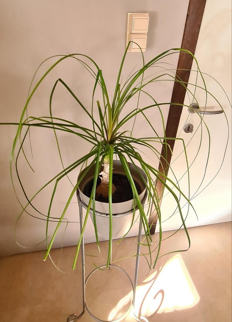 Olifantspoot of Beaucarnea recurvata te koop in Balen., Ophalen, Overige soorten, In pot, Minder dan 100 cm