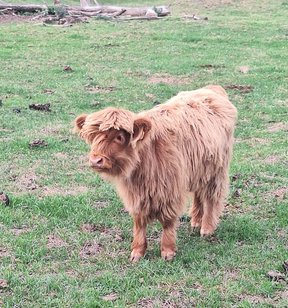 Schotse Hooglander, Animaux & Accessoires, Juin, Femelle