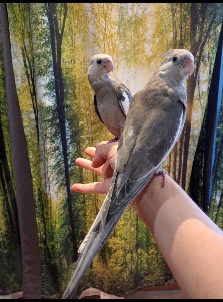 Calopsittes EAM  Male 10 semaines, Animaux & Accessoires, Oiseaux | Perruches & Perroquets