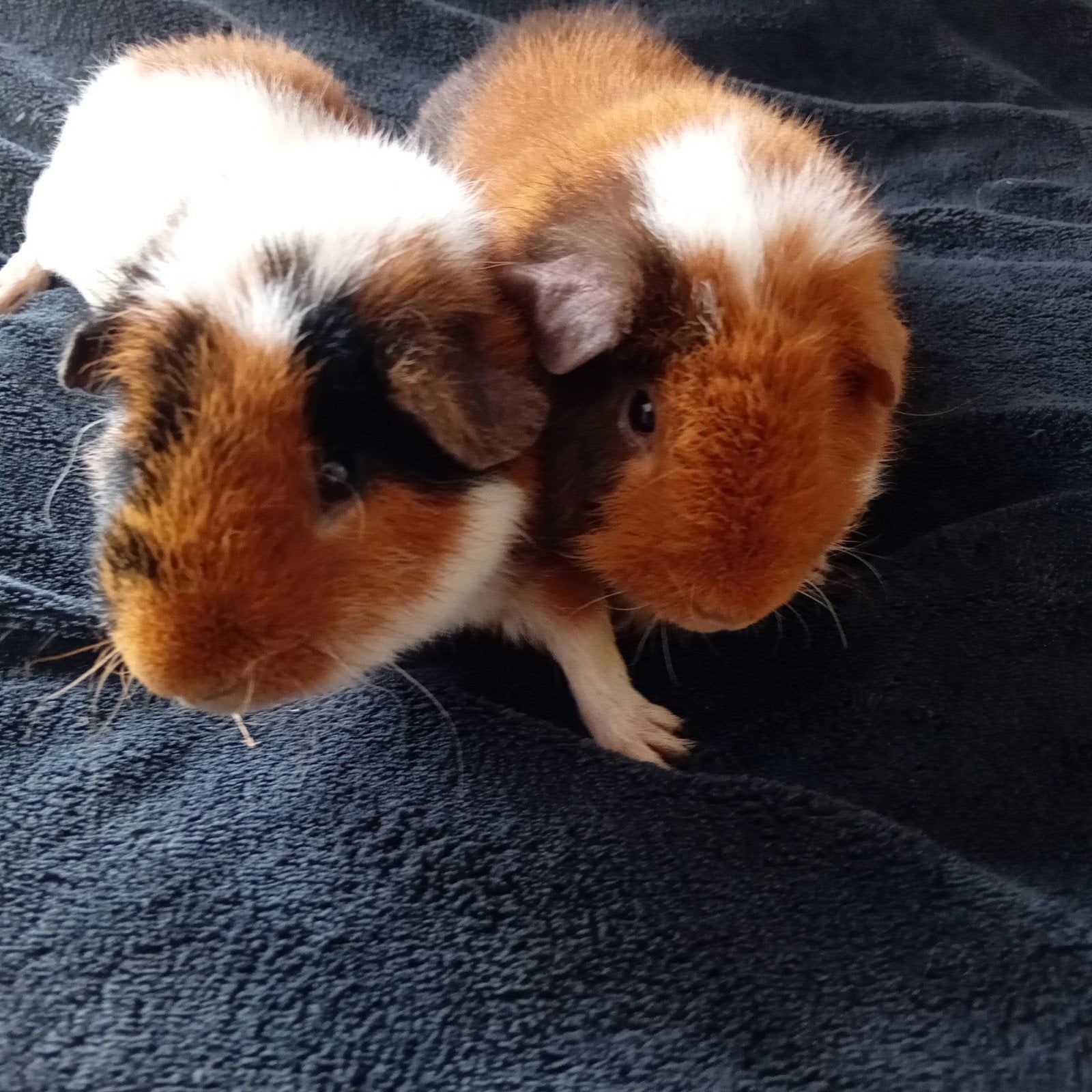 2 LIEVE US CAVIA BEERTJES +GROOTTE KOOI 140CM, Dieren en Toebehoren, Cavia, April, Mannelijk, Tam