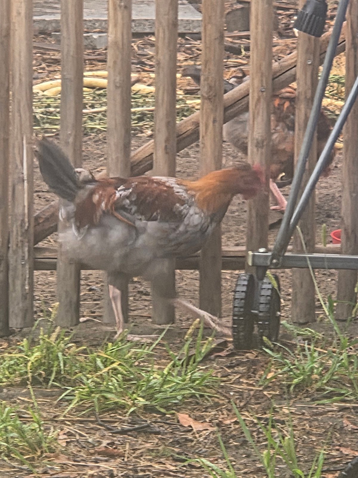 jonge hanen te koop, Dieren en Toebehoren, Pluimvee