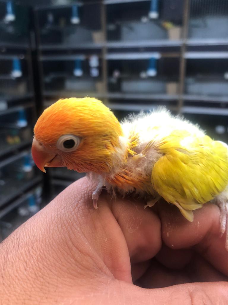 Pastel fischerie